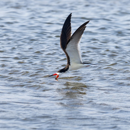 Black Skimmer skimming the water surface for food.