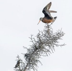 Image of a mother godwit