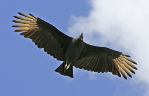 Black Vulture flying