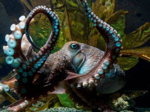 Image of Octopuses