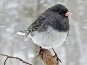 Image of Junco