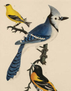 image of songbird art