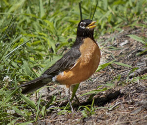 Image of a Robin looking for a worm