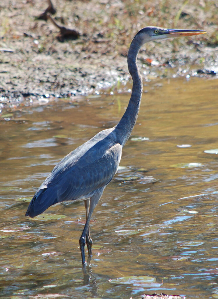 The Great Blue Heron, Patient Hunter - Rachel Carson Council