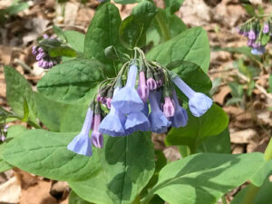 Image of Virginia Bluebells in spring