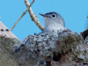Image of Blue-gray Gnatcatcher in spring