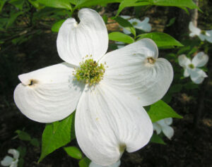 Image of Dogwood in DC
